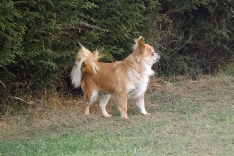 Ely du dolmen aux fées